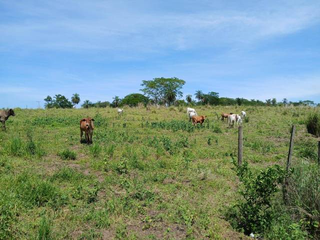 #415 - Chácara para Venda em Brotas - SP - 3
